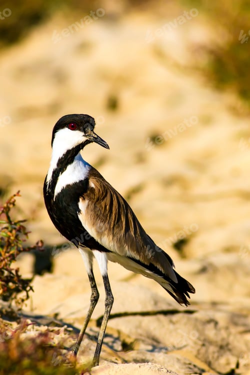 Preview: Nature And Bird. Spur Winged Lapwing. Vanellus Spinosus. Drought Nature Background.