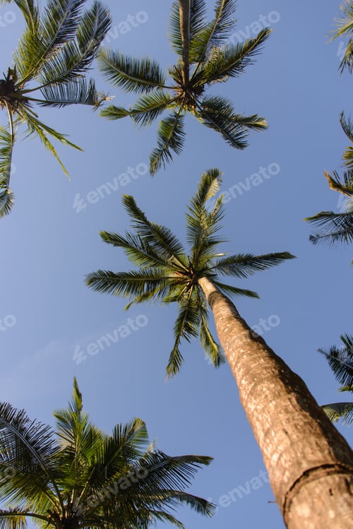 Preview: Palm Trees