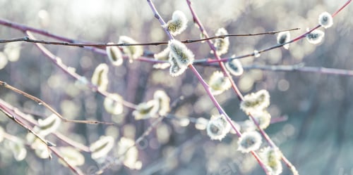 Preview: Flowering Spring Meadow And Willow Trees. Easter Week