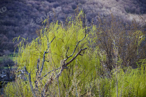 Preview: Willow Trees In Spring
