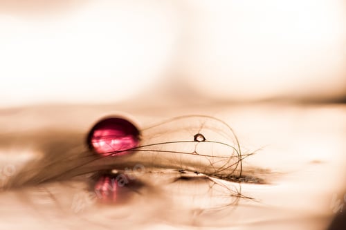 Preview: Macro, Abstract Composition With Colorful Water Drops On Dandelion Seeds