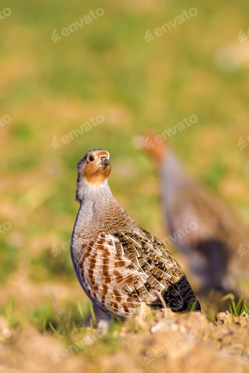 Preview: Partridges. Colorful Nature Background. Bird: Grey Partridge. Perdix Perdix.