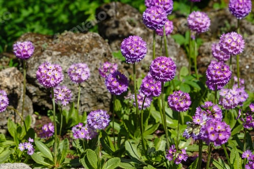 Preview: Primula Denticulata On The Alpine Hill. Primroses In The Spring Garden. Violet Flowers In The