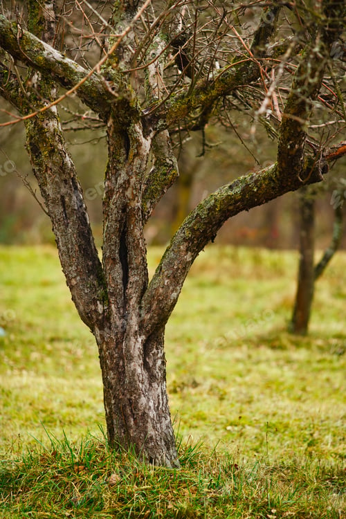 Preview: Landscape With Empty Apple Trees In An Orchard