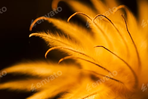 Preview: Abstract Composition With Dried Clematis Seeds And Light