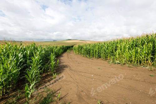Preview: Cultivated Field Corn In Bright Summer Day In Countryside