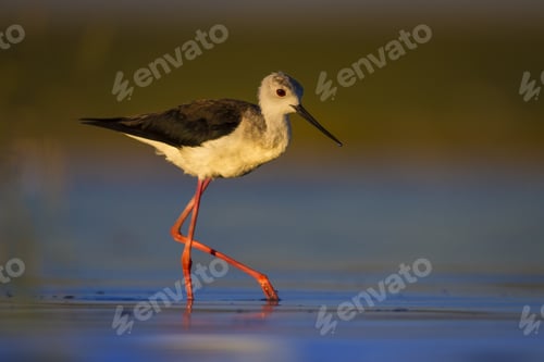 Preview: Water Bird. Colorful Nature Background. Bird: Black Winged Stilt. Himantopus Himantopus.