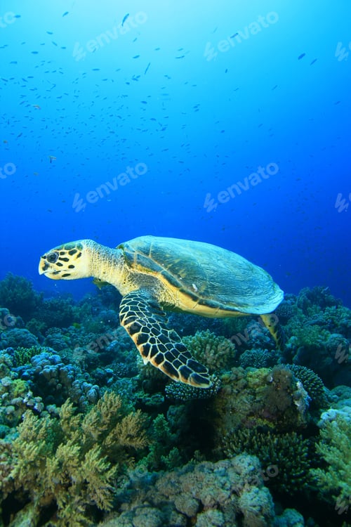 Preview: Hawksbill Turtle