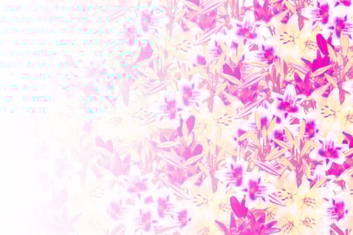 Preview: Garden, Lily Flowers. Natural Floral Background.