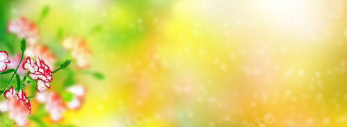 Preview: Natural Floral Background Of Bright Flowers Carnation