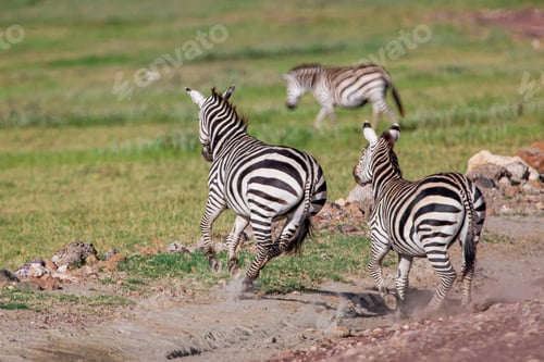 Preview: Zebras In The Ngorongoro Crater, Tanzania