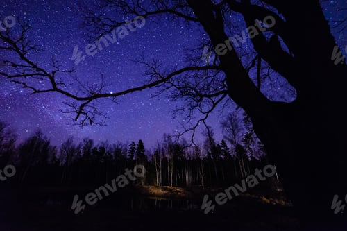 Preview: Colorful Milky Way Galaxy Seen In Night Sky Through Black Trees In Forest