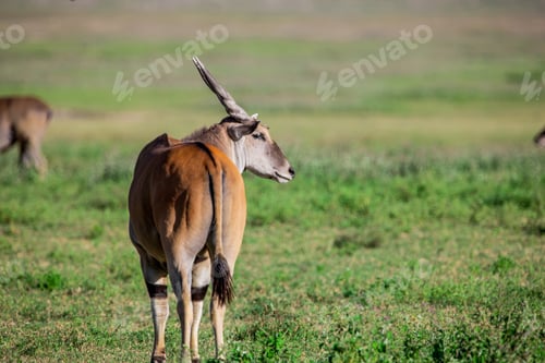 Preview: Huge Male Eland Antelope In The Ngorongoro Crater, Tanzania