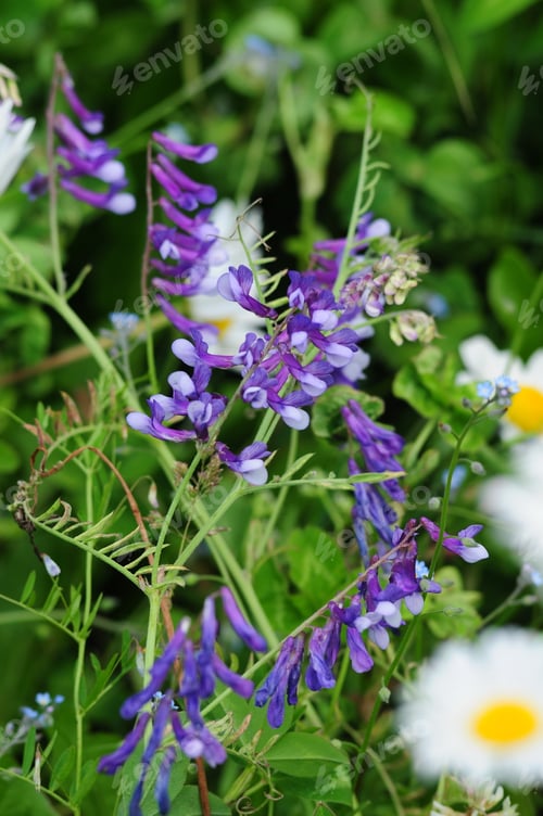 Preview: Summer Flowers
