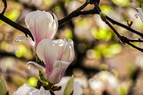 Preview: Magnolia Flowers Close Up On A Blur Green Leaves Background