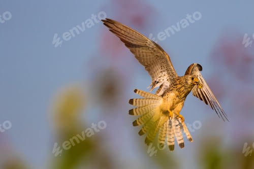 Preview: Flying Falcon. Sky Background.