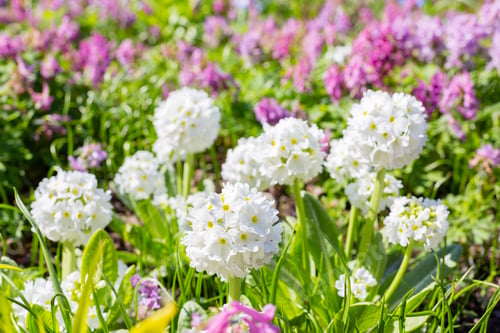 Preview: White Flower Primula Denticulata (Drumstick Primrose) In Spring Garden