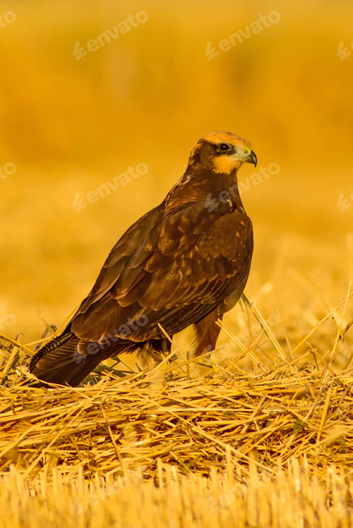Preview: Bird Of Prey. Yellow Nature Background. Bird: Western Marsh Harrier.Circus Aeruginosus.