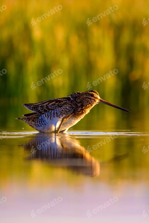 Preview: Bathing Bird. Green Yellow Nature Background. Bird: Common Snipe. Gallinago Gallinago.