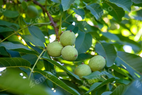 Preview: Fresh Walnuts Hanging On A Tree In The Blue Background. Green Walnut Brunch With Unripe Fruits In