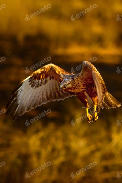 Preview: Wild Bird. Buzzard. Natural Backgroun.