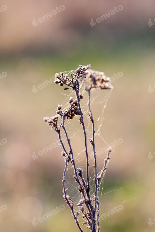 Preview: Dried Herbs With Spiderwebs In The Field, Against The Light