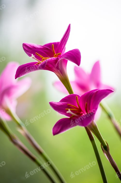 Preview: Decorative Pink Flower Rain Lily Zephyranthes Grandiflora On Blurred Background Closeup