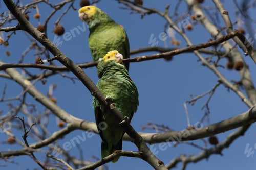 Preview: Yellow-Headed Amazon (Amazona Oratrix), Rosenstein Park, Stuttgart, Baden-Wuerttemberg