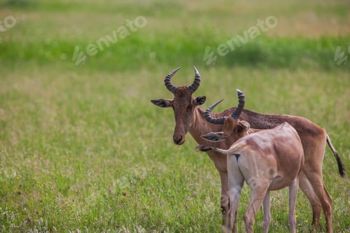 Preview: Topi Antelopes In The Serengeti National Park, Great Rift Valley, Tanzania, Africa.