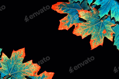 Preview: Bright Colorful Autumn Leaves Isolated On Black Background. Nature