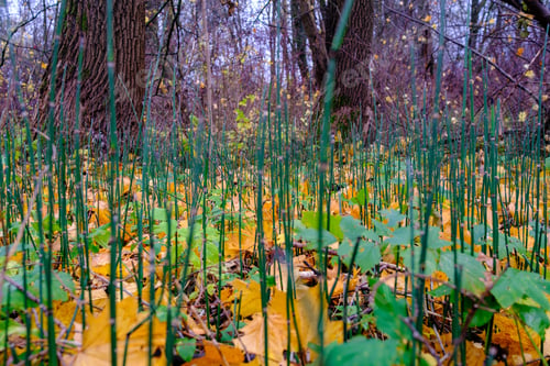 Preview: Abstract Autumn Colored Leaf Pettern In Nature With Blur Background And Moody Colors