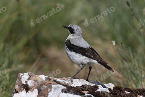 Preview: Northern Wheatear Or Wheatear (Oenanthe Oenanthe) Sweden