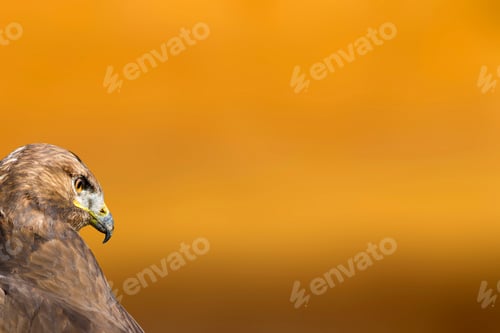 Preview: Bird Portait. Bird Of Prey. Orange Nature Background. Isolated Image.