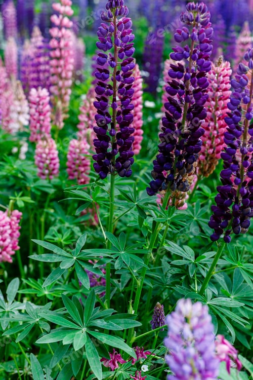 Preview: Blooming Lupine Flowers. A Field Of Lupines. Violet, Purple, Pink, Red, Yellow Spring And Summer