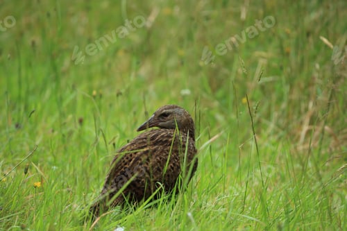 Preview: Weka, A Flightless Bird Native To New Zealand