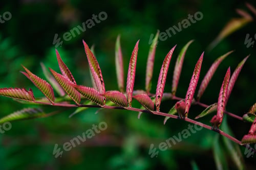 Preview: Branch With Vibrant Leaves On Bokeh Green