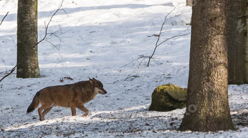 Preview: Gray (Or Grey) Wolves (Canis Lupus) In The Bayerischer Wald National Park In Bavaria, Germany.