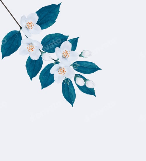 Preview: Branch Of Jasmine Flowers Isolated On White Background.