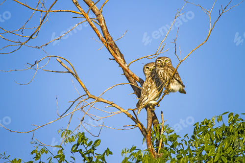 Preview: Little Owls On Tree Blue Sky Background Little Owl / Athene Noctua