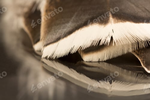 Preview: Colorful Rooster Feather With Details And Reflexions
