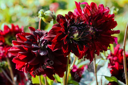 Preview: Beautiful Dahlias In The Autumn Garden. Flowers Dahlias In The Park Or Garden In Autumn.