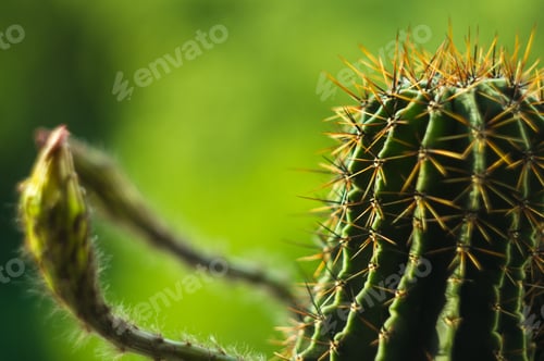Preview: Cactus Echinopsis Tubiflora, Selective Focus, Close Up