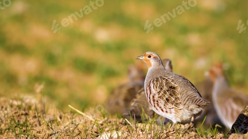 Preview: Wild Bird Partridge. Warm Colors Nature Background. Grey Partridge Perdix Perdix.