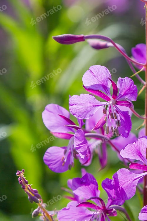 Preview: Purple Flowers Of Fireweed, Rosebay Willowherb, Epilobium Angustifolium, French Willow, Ivan-Tea In