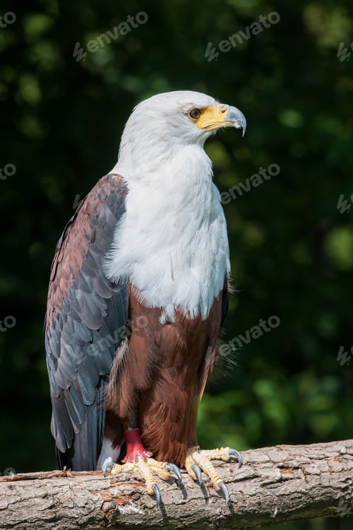 Preview: African Fish Eagle (Haliaeetus Vocifer)