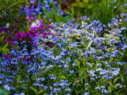Preview: Blue Flowers Of Forget-Me-Not. Summer Background.