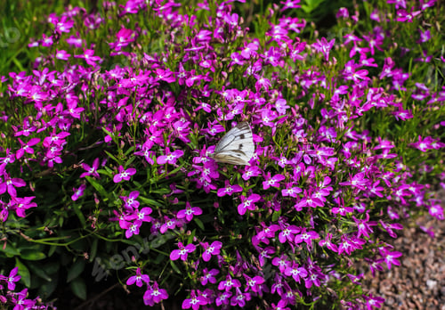 Preview: Beautiful Purple Lobelia Summer Flowers And Butterflies On A Green Background In The Garden Or Park