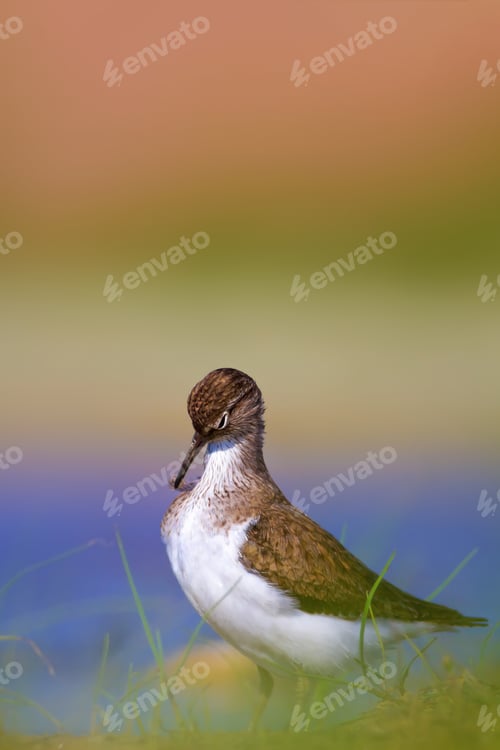 Preview: Cute Water Bird. Colorful Nature Background. Common Water Bird. Common Sandpiper / Actitis