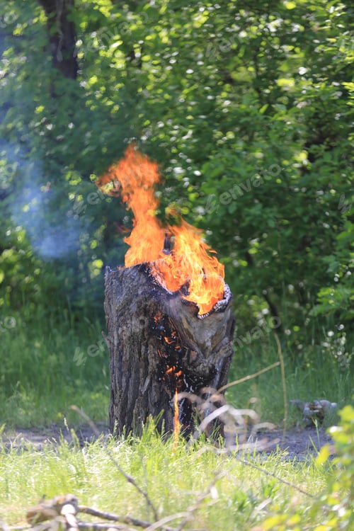 Preview: Burning Wooden Stump In Summer Forest
