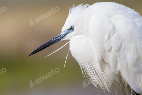 Preview: Heron Little Egret. Nature Background. Bird: Little Egret. Egretta Garzetta. Konya Salt Lake Turkey.